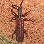 Rhyzodina mniszechii